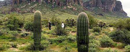 Sonoran Desert Hiking Tour